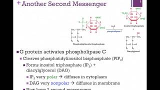 071Phospholipase C Pathway [upl. by Luapnhoj]