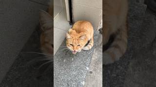 🐱 Gato pidiendo en la puerta del Súper Final Apoteósico 😍 [upl. by Braden]