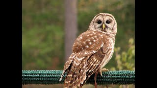 Mating Sounds Or Monkey Calls Of Barred Owls at night so only sounds [upl. by Tisbee]