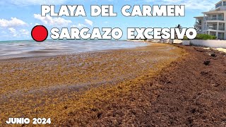 PLAYA DEL CARMEN AL MOMENTO🚨MUCHISIMO SARGAZO 7 JUNIO 2024  VIDEO MAS ACTUAL [upl. by Eveivenej]