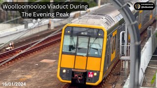 Woolloomooloo Viaduct During The Evening Peak [upl. by Ibby]