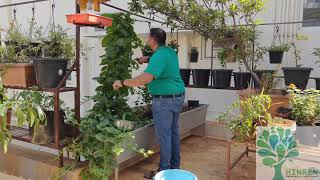 Growing and propagating Mangalore Spinach or Malabar Spinach [upl. by Acemaj]