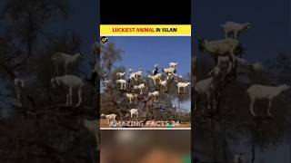 Luckiest animal in Islam shorts islamic [upl. by Anoet]