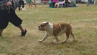 2024 Daylesford AG Show  Non Sporting Dogs [upl. by Sherburn]