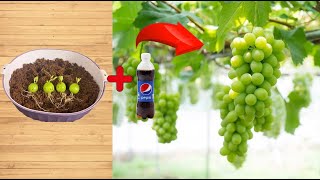 just pepsi grapes root like crazy overnight [upl. by Eicart]