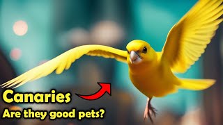 Canaries as Pets The Pros and Cons of Keeping a Canary as Pet [upl. by Harrington]