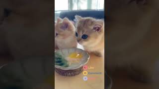 Cats and raw eggs instruction video shortcat kitten instructions food [upl. by Delmer897]