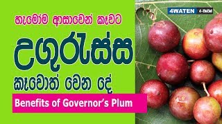 Governors Plum Benefits  උගුරැස්ස කෑවම වෙන දේ [upl. by Itsirk647]