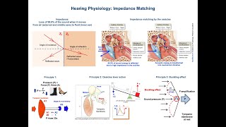 Impedance Matching Ear Physiology  Middle ear bones [upl. by Obeng]