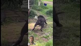 Dog fight with snack dog canecorso pitbull animals san bigsnack snacks [upl. by Atnahc]