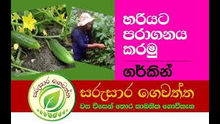 Gherkin Wagawa ගර්කින් වගාව  Gherkin paraganaya Karamu  Sarusara Gewaththa [upl. by Heimer]