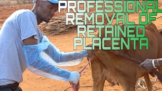 PROFESSIONAL REMOVAL OF FETAL MEMBRANE RETAINED PLACENTA IN COW [upl. by Nnaycnan14]