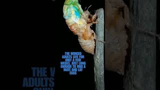 Cicada reveal insects nature cicada [upl. by Notaes]