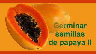 Cómo sembrar y germinar semillas de papaya II [upl. by Milly]