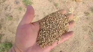 The Apache Treasure  148  More on the Ant Hills   What they can Say amp The Soft Gravel [upl. by Burg97]