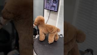 Amazing puppy enjoying grooming subscribe [upl. by Akiria930]