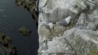 The Farne Islands [upl. by Glanti]