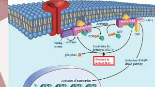 Molecular Basis of Neoplasia Part 1 [upl. by Shiau24]