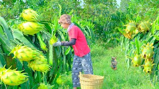 Harvesting yellow dragon fruit for sale at the market how to grow dragon fruit from stems [upl. by Aynor]