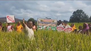 paddy field 🌾 vigour chanchal vaerity 🌾 odisha paddy [upl. by Atorod932]