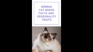 Birman Cat Breed Facts and Personality Traits Shorts [upl. by William]