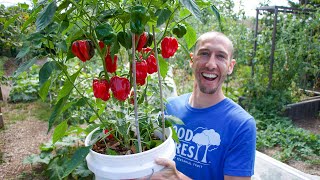 How to Grow Peppers in Containers Complete Growing Guide [upl. by Christophe98]