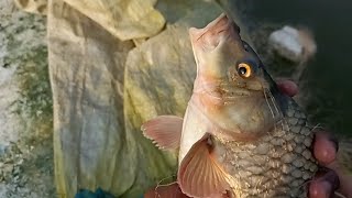 Gold Fish🐠🐋🐟 Catch Best Fish GoldFish Fishing Village Fishing Amazing Fish Gold Fish vs Catla Fish [upl. by Goldston303]