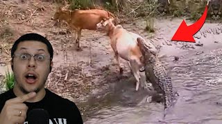 Crocodilos atacam vacas em registros incríveis [upl. by Farman]