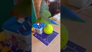 Are you looking for an acrobatic parrot funny foryou parrot parrotlover [upl. by Oidacra]