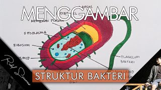 Tugas Biologi Cara Menggambar Struktur Bakteri [upl. by Flossy]