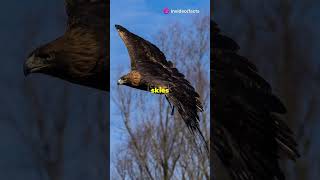 Haasts Eagle New Zealands Apex Predat facts [upl. by Akirdna]