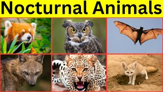 Animals Active at Night  Nocturnal Animals for kids [upl. by Ahsok]