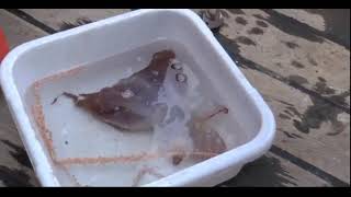 Discovery of New Octopus Species Grimpoteuthis imperator [upl. by Ecinwahs]