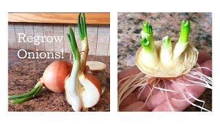 How to Regrow Onions from Scraps March 2017 [upl. by Lalise]