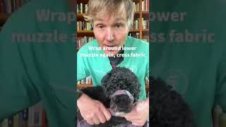 How to make a dog muzzle at home [upl. by Verras]