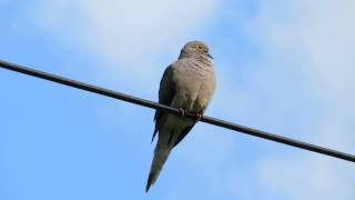 ☆Mourning dove bird on a powerline☆ [upl. by Naik]