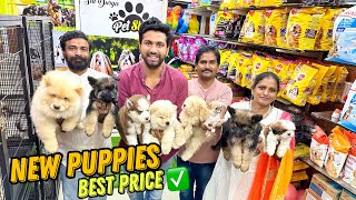 New Puppies Cheapest Dog Shop  Pet Shop in Hyderabad [upl. by Ellevehc]