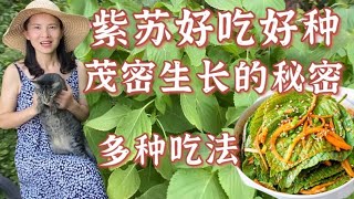 How grow Perilla amp make perilla kimchi ，营养丰富的紫苏怎么做好吃？紫苏长势旺盛，我的秘密武器是什么？ [upl. by Nazarius]