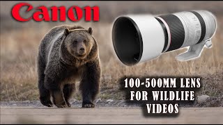 Canon 100500mm RF Lens For Wildlife Videos [upl. by Heins918]