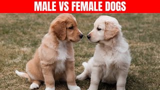 I Raised 5 Male Dogs and Discovered These 10 RARE Male Dogs Behaviors [upl. by Ngo393]