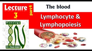 3d Histology of White blood cells part4Lymphocytes and lymphopoiesisBlood and lymphoid system [upl. by Alram746]