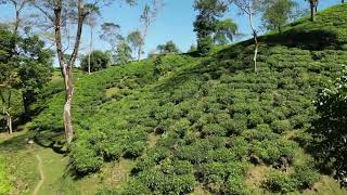 SAGURNAL Tea Estate IN KULAURA Moulvibazar  Aerial Shot of Beautiful Tea Garden Sylhet [upl. by Ayana]