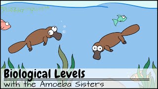 Biological Levels in Biology The World Tour [upl. by Auqinet736]