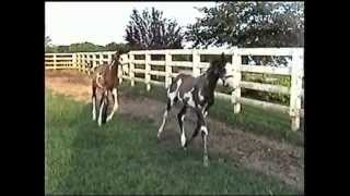 Two frame overo Thoroughbred foals orphaned amp thriving together [upl. by Kwasi]