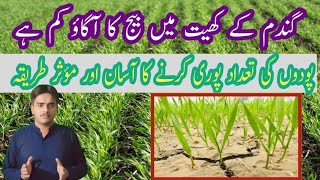 Wheat Seed Germination issue  Problem causes and their Solution  Apna kissan Agricultural [upl. by Odrareg219]