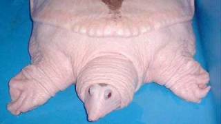 Worlds Rarest Chinese Softshell Albino Turtle [upl. by Samohtnhoj]