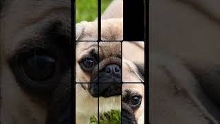 Pug Puppy Puzzle 🧩🐶pug puppy dog [upl. by Amle]