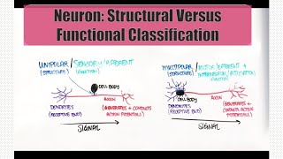 Neuron  Structural Versus Functional Classification [upl. by Noed]