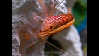 RARE BAMBOO SHRIMP FEEDING HD [upl. by Anek880]