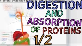 Digestion and Absorption of Proteins  Part 12 [upl. by Opportina517]